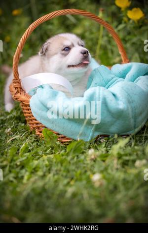 Simpatico cucciolo di husky siberiano con occhi blu nel cestino Foto Stock