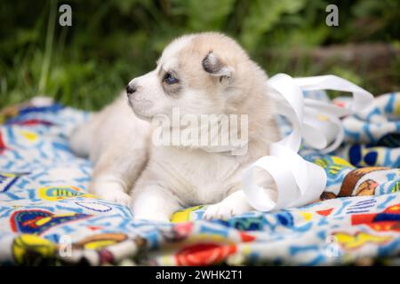 Cucciolo di cane Husky siberiano disteso su una coperta all'aperto Foto Stock