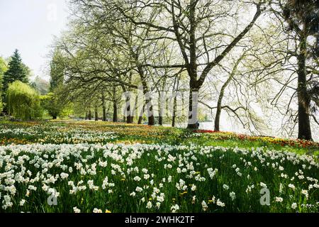 Parco e prato fiorito con tulipani e narcisi colorati, isola di Mainau, lago di Costanza, Baden-Wuerttemberg, Germania Foto Stock