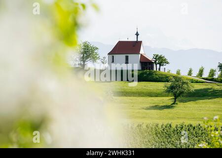 Frutteto di mele in fiore, Cappella Antonius, Selmnau, vicino al castello fortificato, lago di Costanza, Svevia, Baviera, Germania Foto Stock