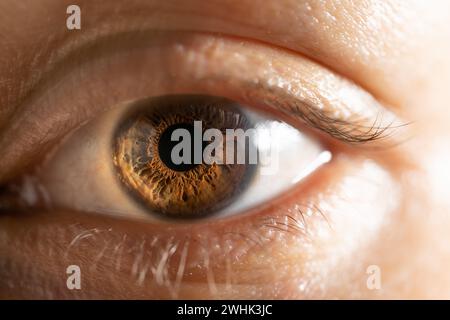 Descrizione: Occhio di colore marrone femminile con Lash lunghi primo piano. Anatomia strutturale. Dettagli macro Human Iris. Foto Stock