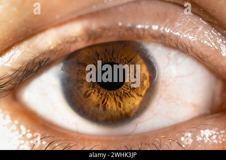 Descrizione: Occhio di colore marrone femminile con Lash lunghi primo piano. Anatomia strutturale. Dettagli macro Human Iris. Foto Stock