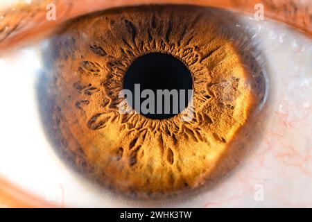 Descrizione: Occhio di colore marrone femminile con Lash lunghi primo piano. Anatomia strutturale. Dettagli macro Human Iris. Foto Stock