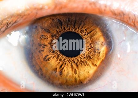 Descrizione: Occhio di colore marrone femminile con Lash lunghi primo piano. Anatomia strutturale. Dettagli macro Human Iris. Foto Stock