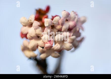 Palla di neve invernale (Viburnum bodnantense Dawn), Emsland, bassa Sassonia, Germania Foto Stock