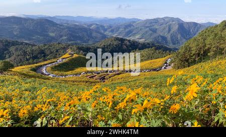 Campo di girasole messicano a Tung Bua Tong Mae Hong Son, Tailandia Foto Stock