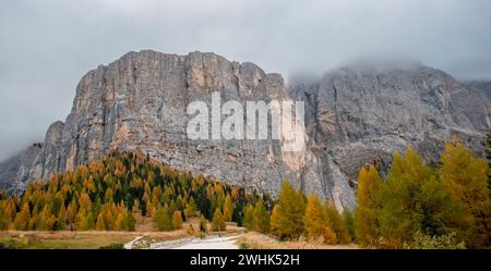 Alberi di larche brillano ai margini della montagna rocciosa in autunno. Paesaggio autunnale nella foresta. Foto Stock