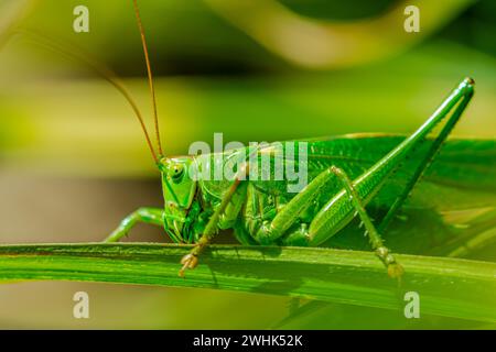 Tettigonia viridissima. Ottimo Bush-cricket verde. Femmina Nymph seduta sull'erba. Foto Stock