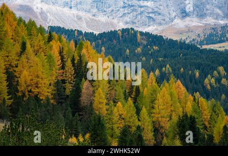 Larici gialli che brillano nella foresta ai margini della montagna rocciosa in autunno. Foto Stock