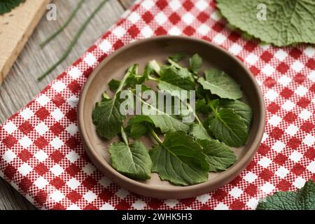 Foglie fresche comuni di nipplewort - pianta commestibile selvatica raccolta in inverno, con cipolla e senape all'aglio sullo sfondo Foto Stock