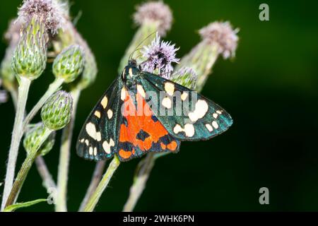 Scarlet tiger moth Foto Stock