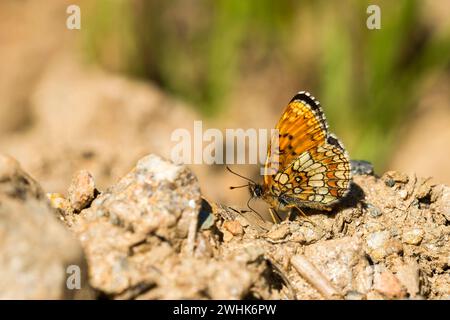 Heath fritillary (Melitaea athalia) Foto Stock