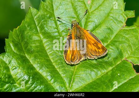 Grande skipper Foto Stock
