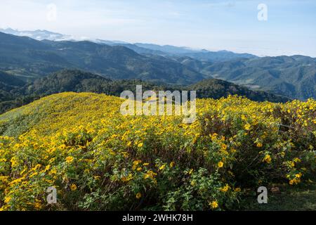 Campo di girasole messicano a Tung Bua Tong Mae Hong Son, Tailandia Foto Stock