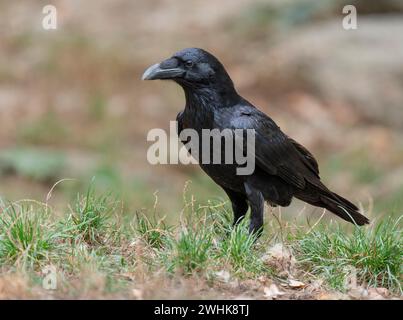 Il corvo comune (Corvus corax) si erge sul terreno e guarda con attenzione, la Germania Foto Stock