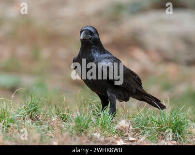 Il corvo comune (Corvus corax) si erge sul terreno e guarda con attenzione, la Germania Foto Stock