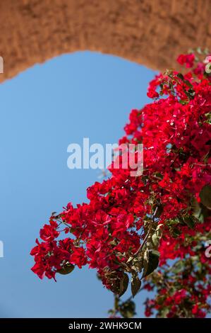 Cespuglio di bouganville, fiore, rosso, fioritura, fioritura, giardino, bello, magnifico, gaudy, pianta, flora, colorata, botanica, Marrakech, Marocco Foto Stock