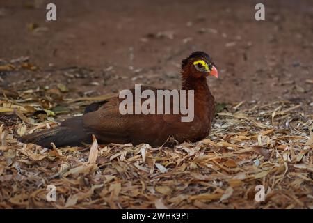 Uccello Curassow notturno (Nothocrax urumutum) Foto Stock
