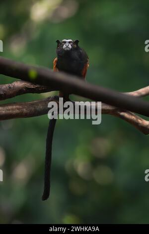 Weddell's Saddle-back Tamarin Monkey (Leontocebus weddelli) Foto Stock