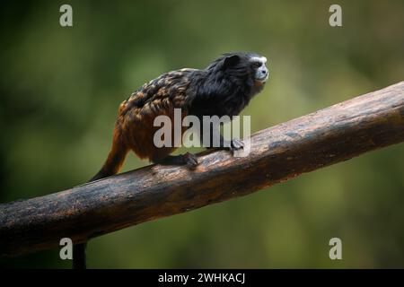 Weddell's Saddle-back Tamarin Monkey (Leontocebus weddelli) Foto Stock