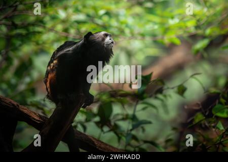 Weddell's Saddle-back Tamarin Monkey (Leontocebus weddelli) Foto Stock