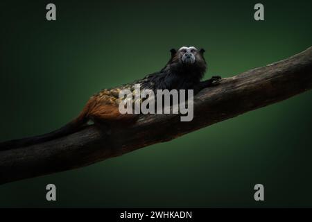 Weddell's Saddle-back Tamarin Monkey (Leontocebus weddelli) Foto Stock