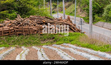 Tronchi di alberi abbattuti impilati accanto alla strada di campagna ai piedi di un campo arato Foto Stock