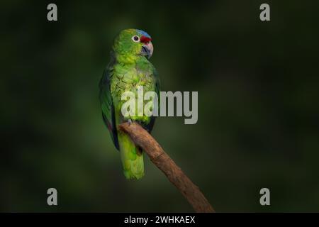 Pappagallo amazzonico rosso (Amazona autumnalis) Foto Stock