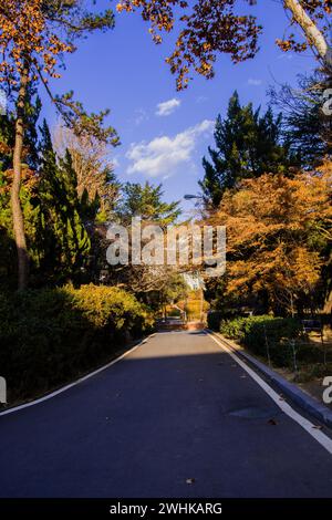 Strada asfaltata in un parco tranquillo come un ambiente lussureggiante bagnato dal sole pomeridiano Foto Stock