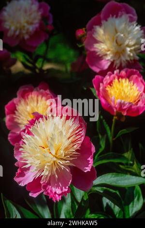 Primo piano della splendida Paeonia Lactiflora "Bowl of Beauty", fiori di peonia rosa e gialla al confine con il giardino, Inghilterra, Regno Unito Foto Stock