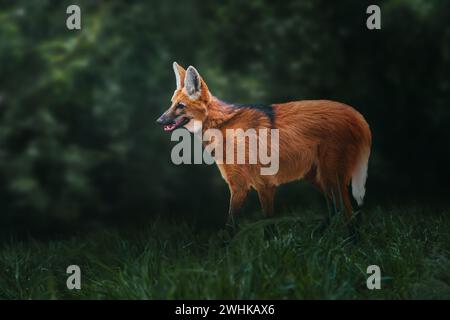 Lupo mannaro (Chrysocyon brachyurus) - Sud America Canid Foto Stock