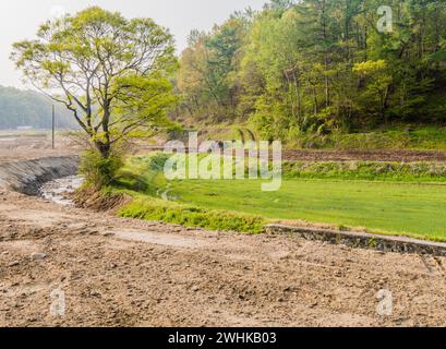 Grande albero deciduo che cresce ai margini della risaia con strada sterrata in primo piano Foto Stock