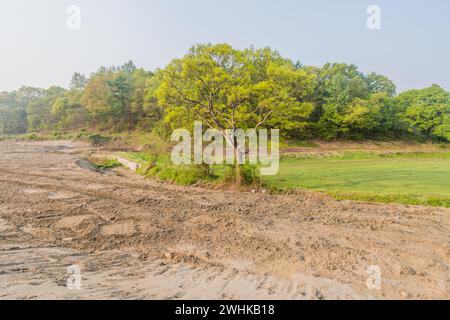 Grande albero deciduo che cresce ai margini della risaia con strada sterrata in primo piano Foto Stock