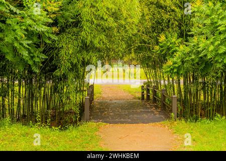 Tunnel pedonale di giovani germogli di bambù nel parco naturale pubblico in una giornata di sole in Corea del Sud Foto Stock