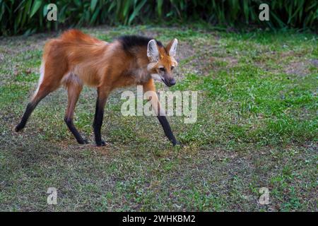 Lupo mannaro (Chrysocyon brachyurus) - Sud America Canid Foto Stock