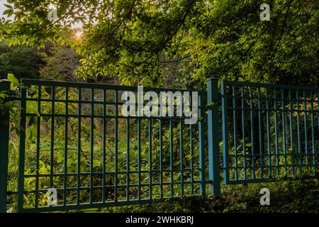 Recinzione di metallo verde in campagna con il sole che splende attraverso i rami degli alberi in Corea del Sud Foto Stock