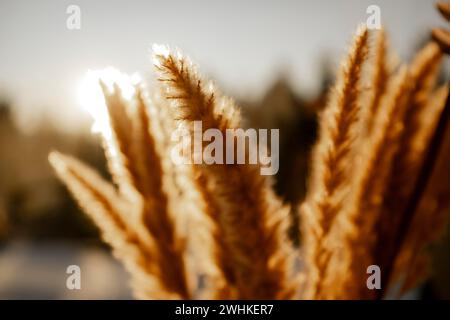 Erba di Pampas al sole della sera Foto Stock