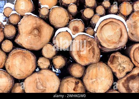 Pezzi di legno freschi in una foresta Foto Stock