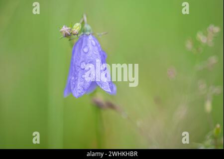 Round-lasciarono la campanula Foto Stock