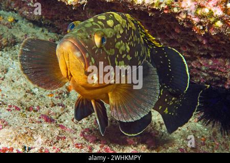 Cernia giovanile (Epinephelus marginatus) sospesa nella barriera corallina sotto affioramento roccioso, Atlantico orientale, arcipelago macaronesiano, Isole Canarie Foto Stock