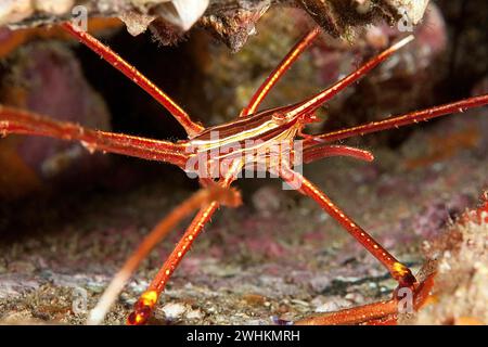 Primo piano della testa del corpo del granchio freccia dell'Atlantico (Stenorhynchus lanceolatus) seduta di fronte a una piccola grotta nella barriera corallina rocciosa, nell'Atlantico orientale, macaronesiano Foto Stock