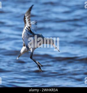 Nero Tailed Godwit Foto Stock