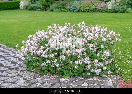 Cranesbill (Geranium x cantabrigiense 'Biokovo'), siepe fiorita, an den Dorfwiesen 9, Repubblica federale di Germania Foto Stock