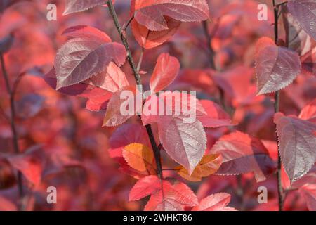 Mela ornamentale (Malus COCCINELLA), BS Saemann, Repubblica federale di Germania Foto Stock