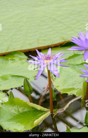 Nymphaea "Direttore George T Moore", Giardino Botanico, Repubblica Federale di Germania Foto Stock