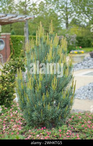 Pino scozzese (Pinus sylvestris 'Watereri'), Park der Gaerten, Repubblica federale di Germania Foto Stock