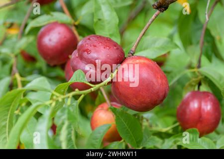 Nettarina (Prunus persica 'Big Bang'), Baum- und Rebschule Schreiber KG, Repubblica federale di Germania Foto Stock