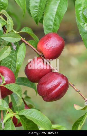 Nettarina (Prunus persica 'Big Bang'), Baum- und Rebschule Schreiber KG, Repubblica federale di Germania Foto Stock