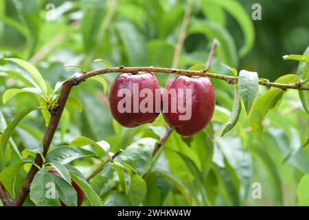 Nettarina (Prunus persica 'Big Bang'), Baum- und Rebschule Schreiber KG, Repubblica federale di Germania Foto Stock