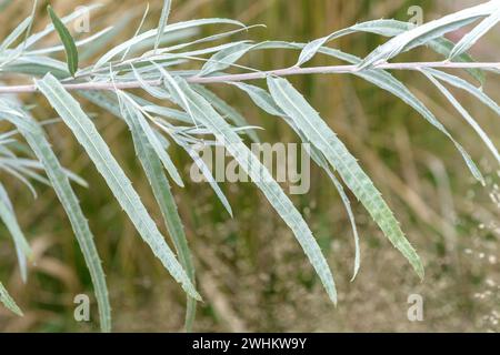 Salice coyote (Salix exigua), cimitero di Ludwigshafen, Repubblica federale di Germania Foto Stock